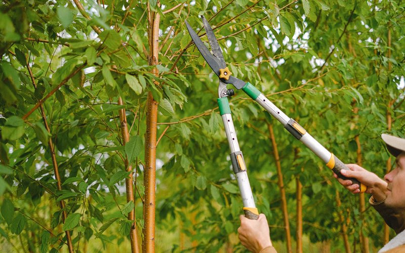 Tree trimming in Lucas, IA