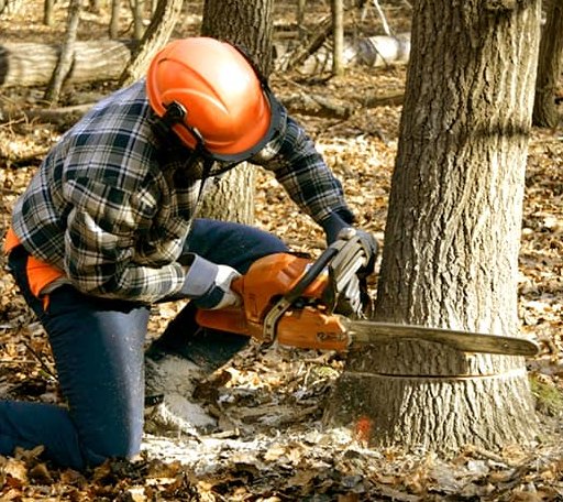 Tree Removal in Lucas, IA